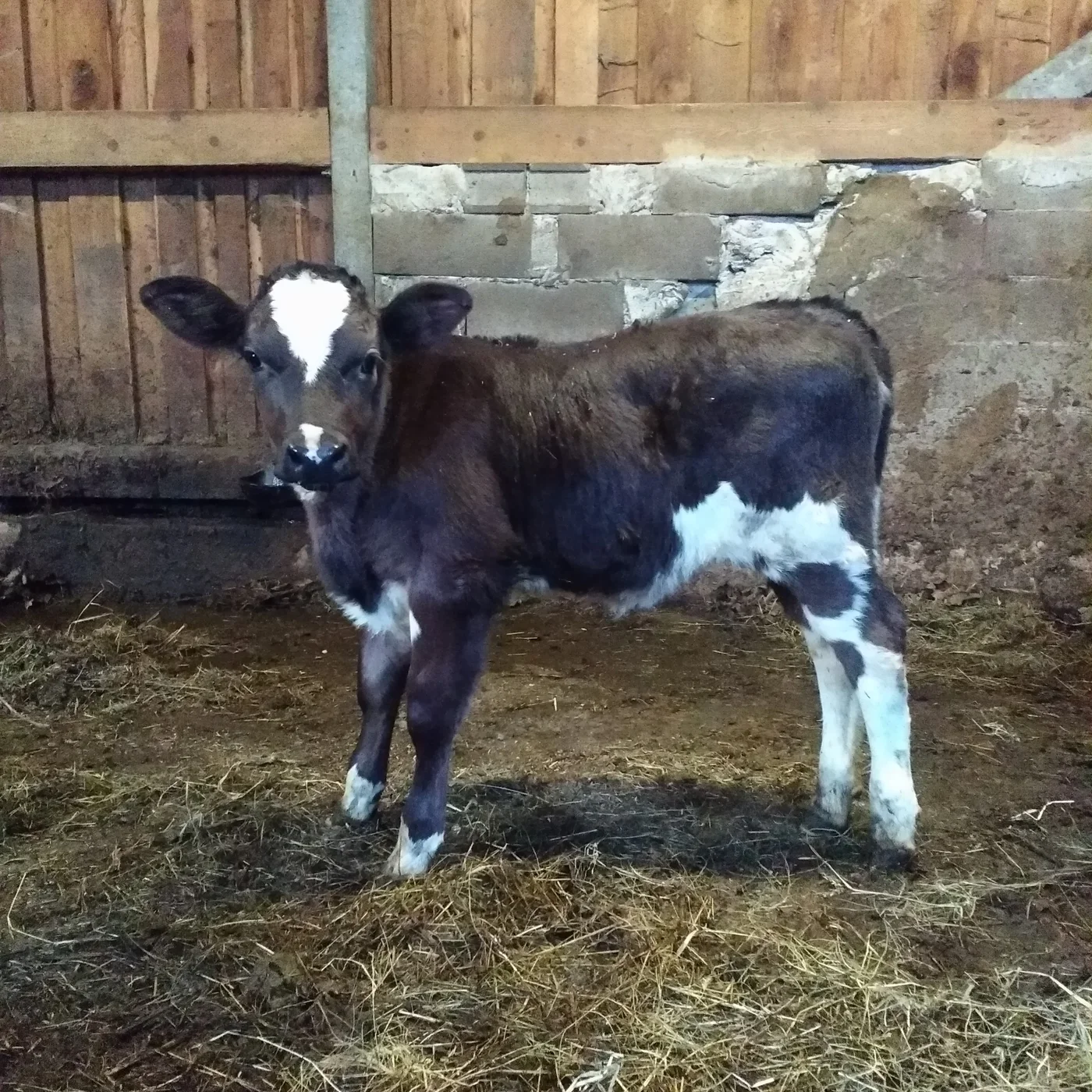 Mucca dell'Agriturismo Mariella