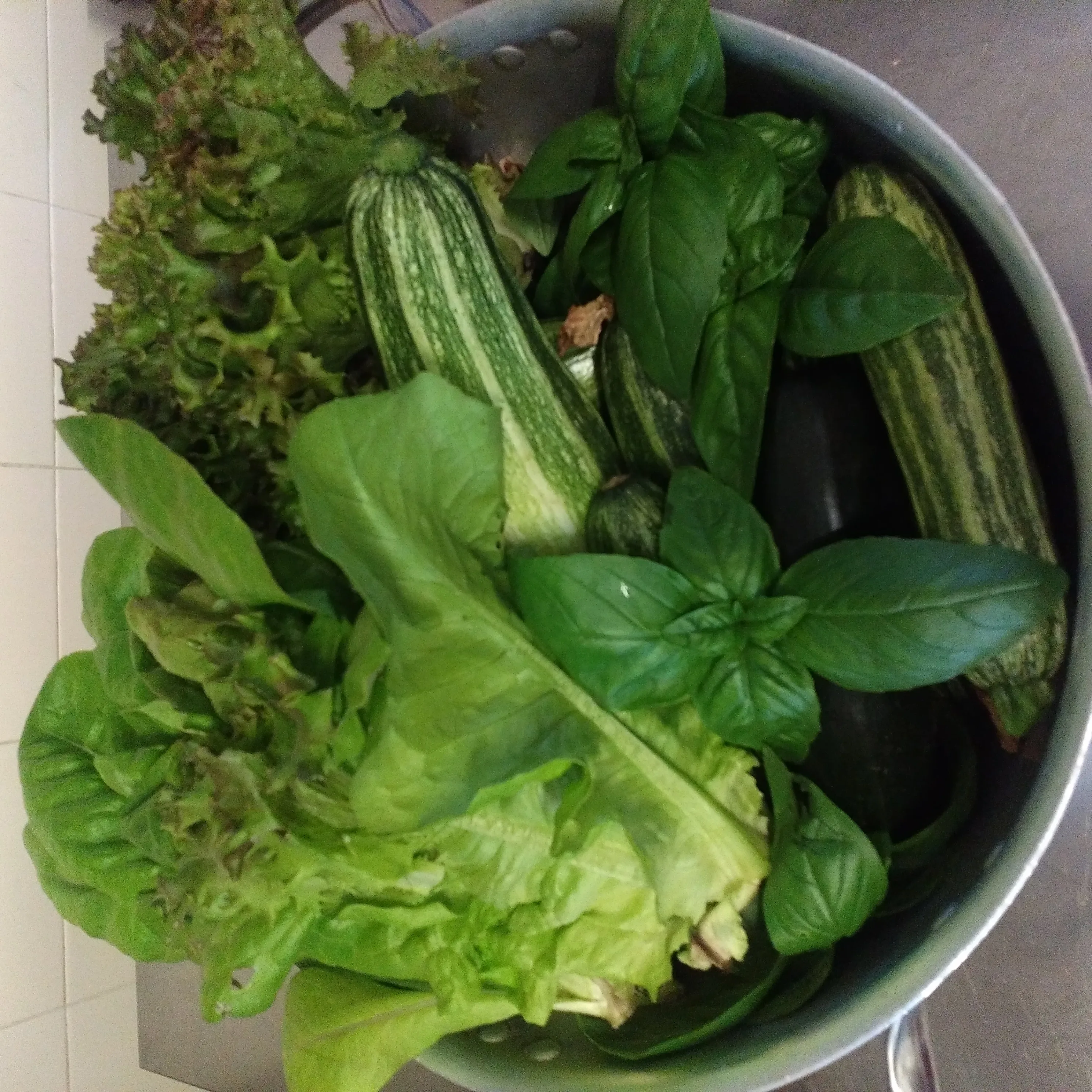 Verdure fresche dell'orto dell'azienda agricola