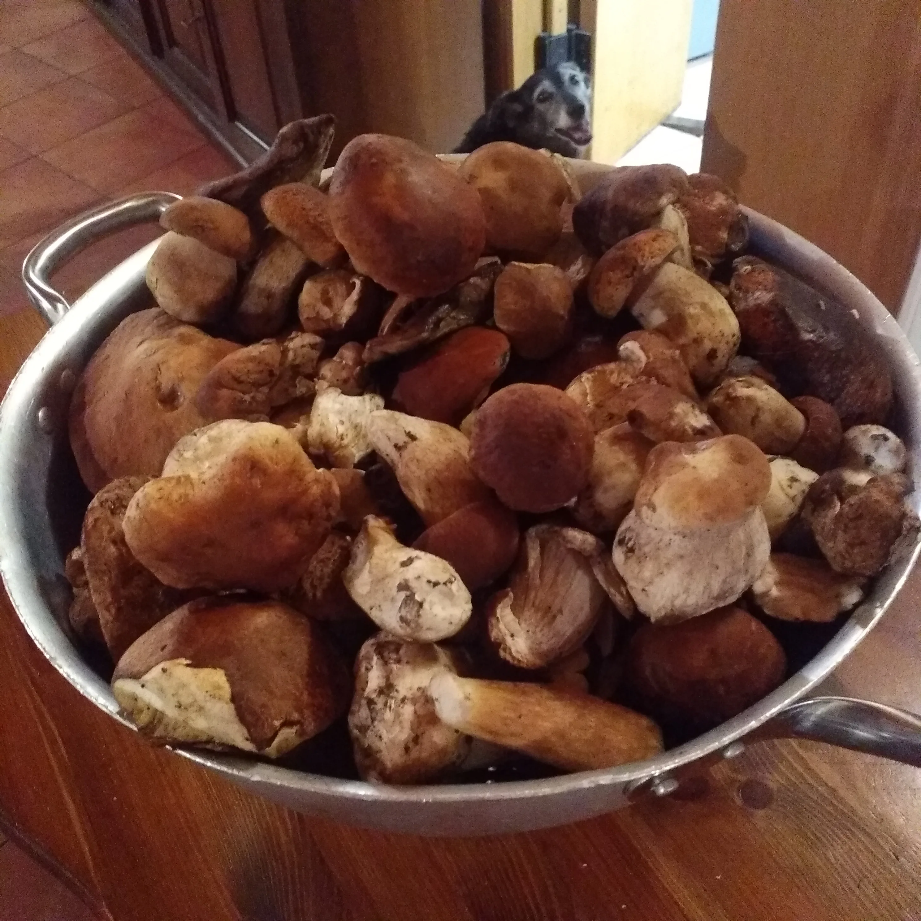 Bosco e prodotti stagionali del sottobosco