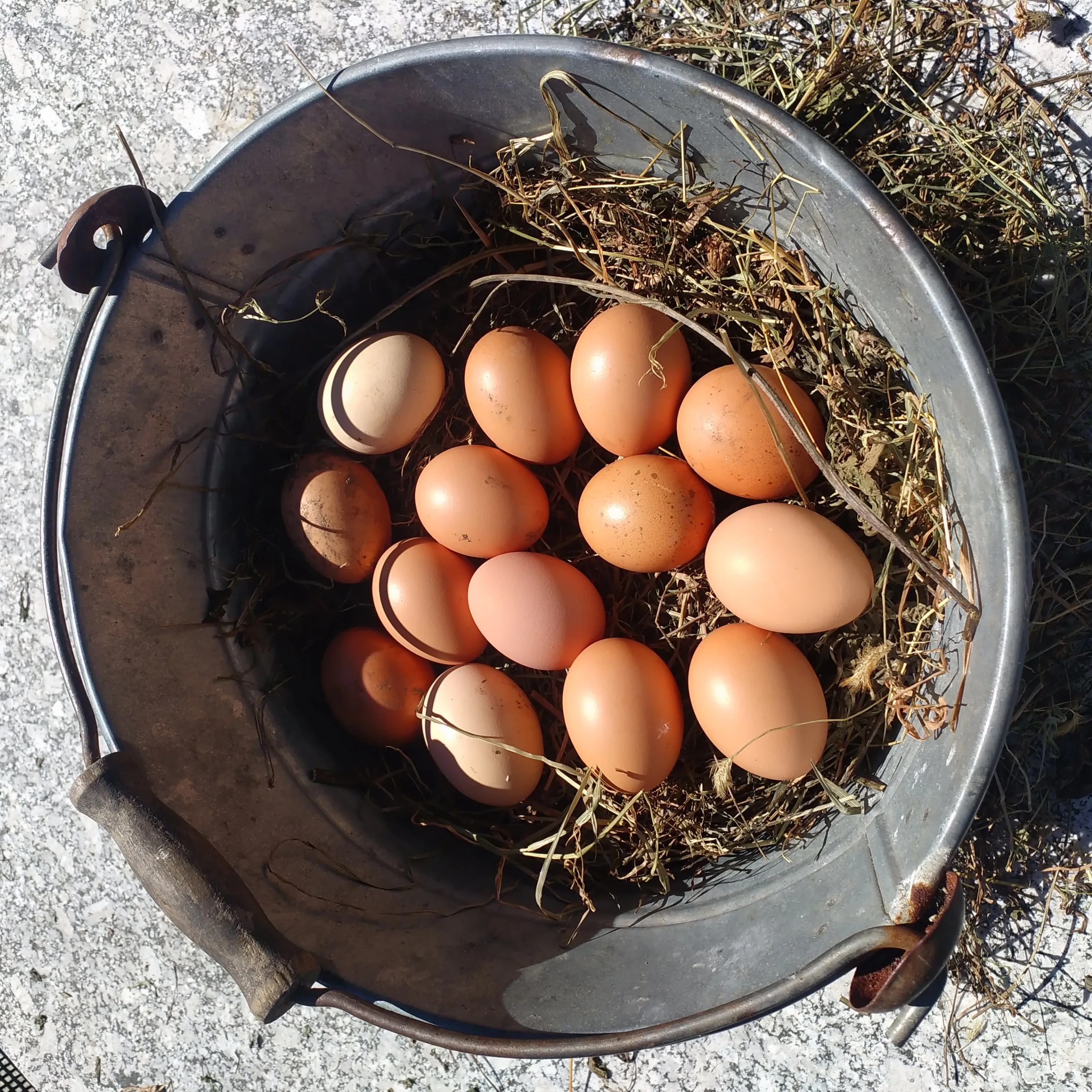 Uova fresche prodotte nell'azienda agricola